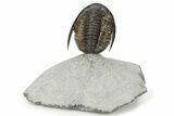 Amazing Cornuproetus Trilobite - Rock Removed Under Shell #230522-1